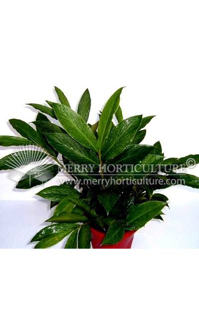 Alpinia purpurata